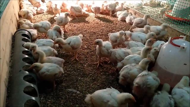 Содержание кур в птичнике.  Экскурсия на Птичий дворик.