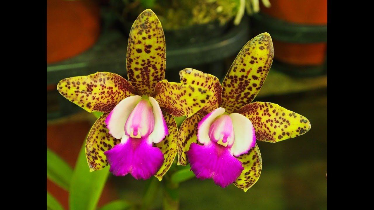 ЭКЗОТИК красивые орхидеи HERMOSAS Orquideas Flores цветы фото