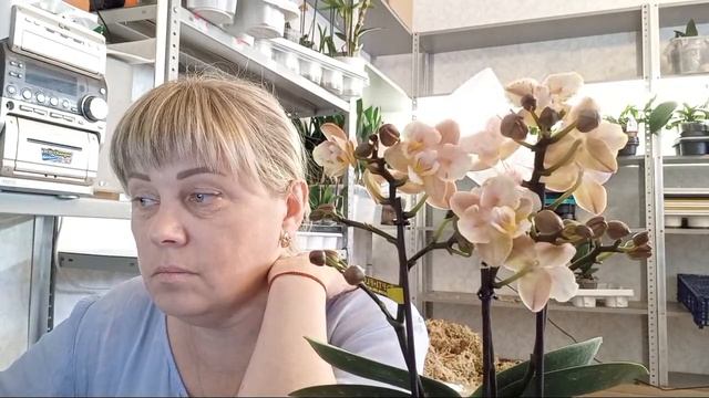 Всем Привет. Любители Красоты смотреть онлайн