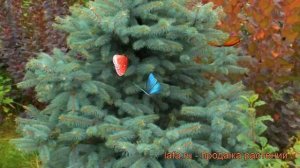 Ель колючая Глаука Кейбаб (picea pungens kaibab) ? обзор: как сажать, саженцы ели Глаука Кейбаб