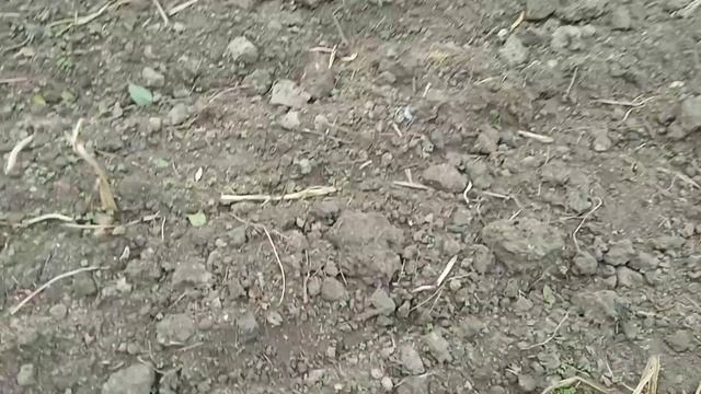 Жена пашет огород трактором крот. Сеем горчицу. смотреть онлайн