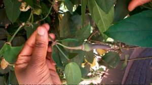 Тунбергия выращивание лианы в горшках и в саду