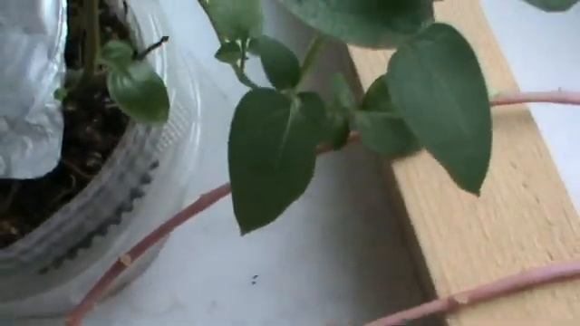 Как вырастить картошку из ростков смотреть онлайн