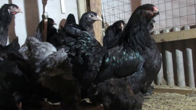 Брама черная, брама голубая Дарьин двор