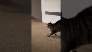 смешные котики. ?