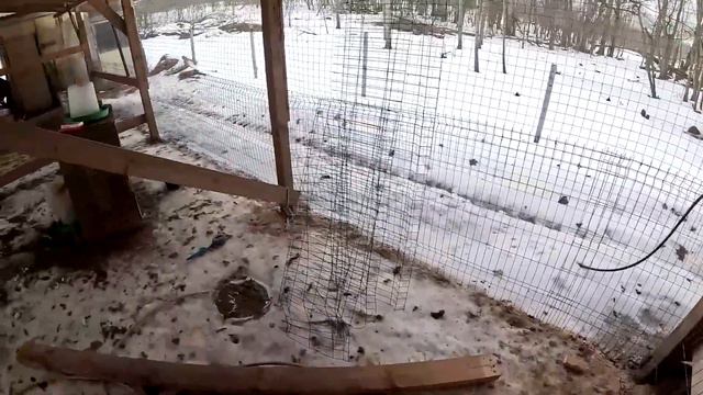 СВОБОДУ СТРАУСАМ ! ВЫГУЛ ГОТОВ ! КУПИЛ ХУТОР В ЛЕСУ №238 смотреть онлайн