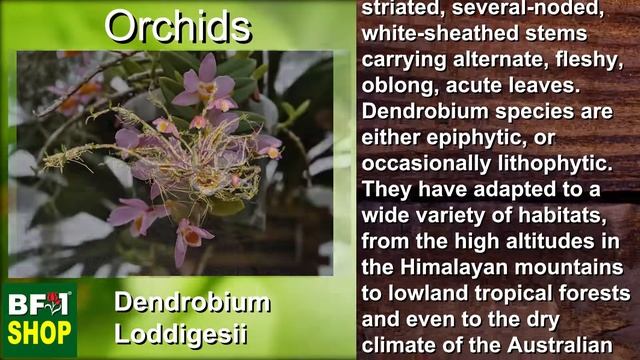 Green House With Orchids at BF1 Orchids Gallery Malaysia (Dendrobium loddigesii Orchids) смотреть онлайн