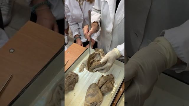 Сердце. Соколова Е.А. смотреть онлайн