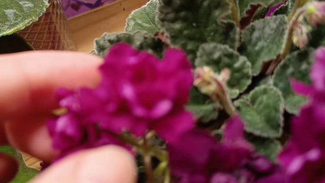 Трипс на фиалке. Его видно невооруженным глазом