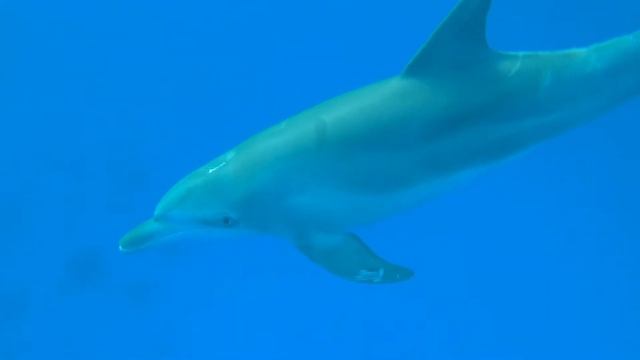 Relaxing & Healing Music For Stress Relief With Dolphin Singing, Deep Healing Music For The Body