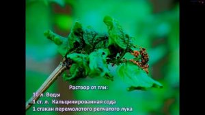 Кальцинированная СОДА  применение в саду