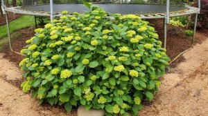 Крупнолистная гортензия. В какой размер горшки и в какой грунт сажать.