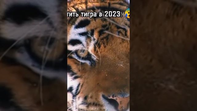 всетретить тигра в 2023😁встретить тигра в 1941🫣 смотреть онлайн