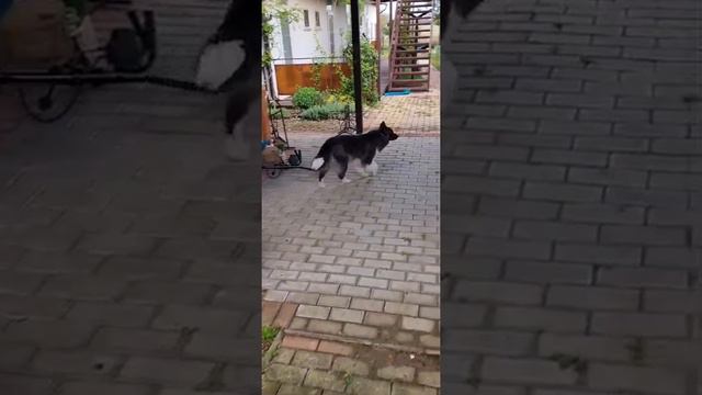 Бордер колли Кунти. Поисковые игры.(2) смотреть онлайн