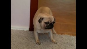 Смешной мопс гавкает.  Мопс спит стоя.