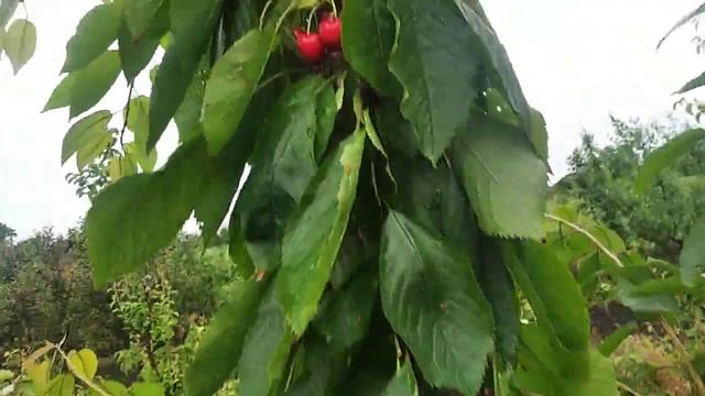 Черешня Валерій Чкалов. смотреть онлайн