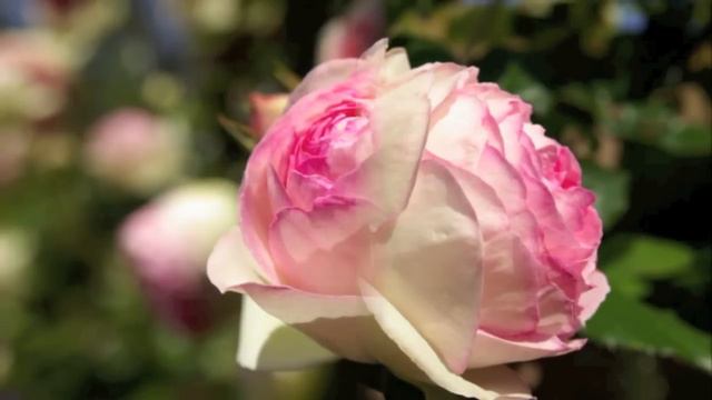 Eden Rose, Cl. (Pierre de Ronsard) ピエール・ドゥ・ロンサール смотреть онлайн