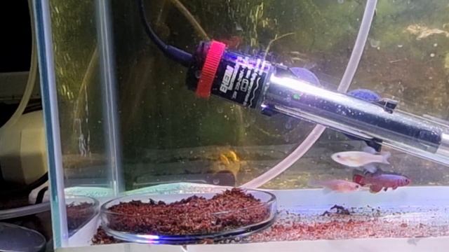 Нотобранхиус Кардиналис. Содержание и Разведение. Килли фиш. смотреть онлайн