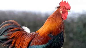 Многоточие Время России