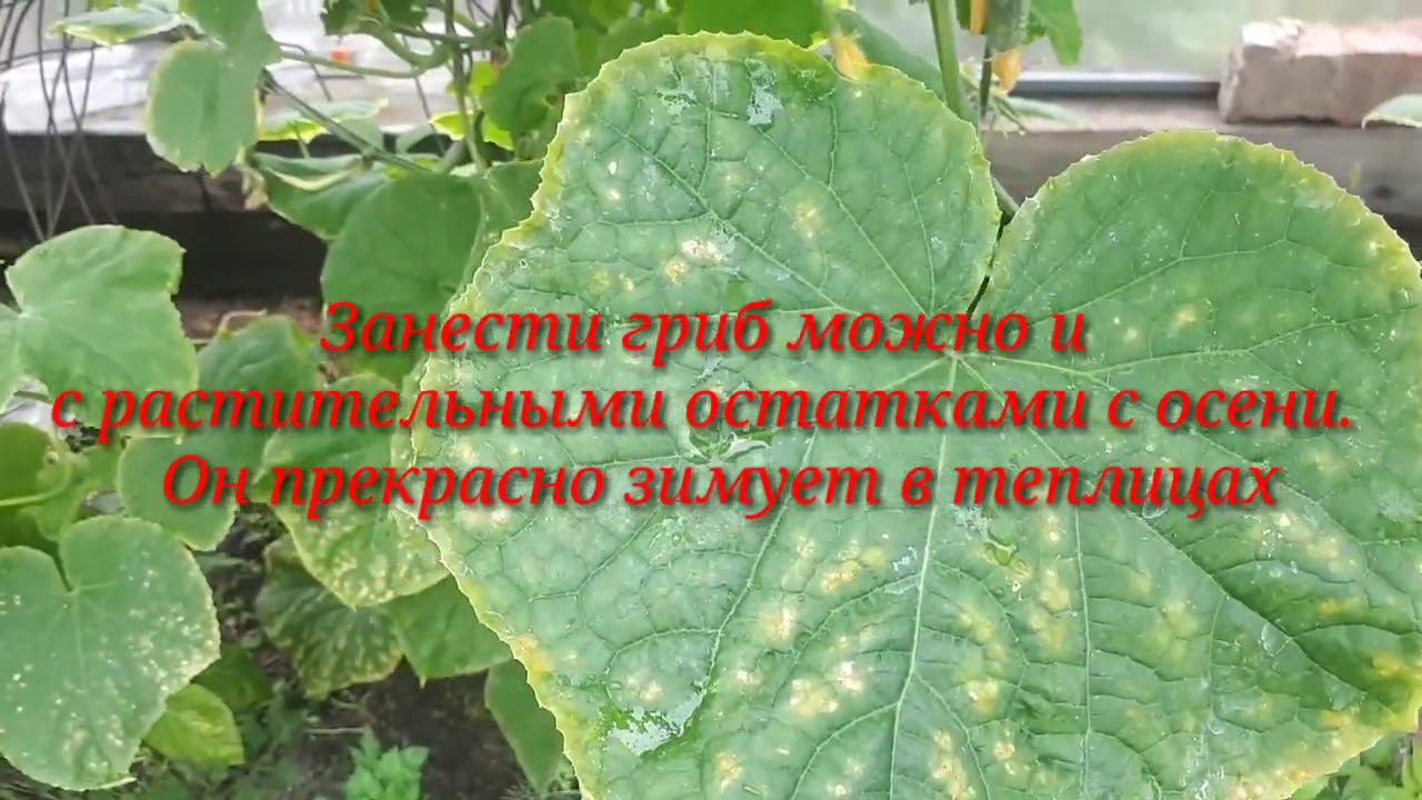 Если огурцы в беде, чем и как их лечить!?