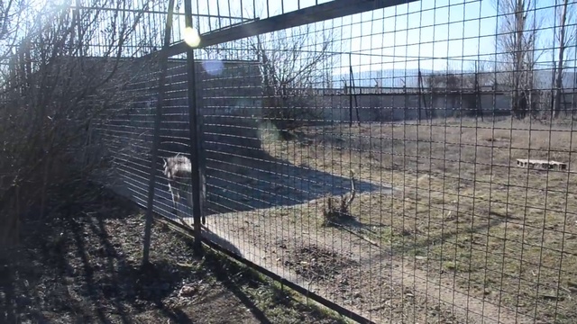 Размышления у вольера с гиеной Симоном ! смотреть онлайн