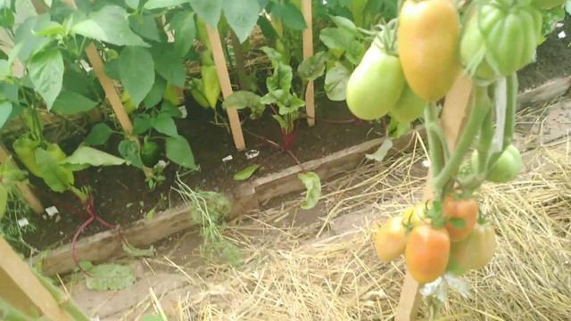 ЭТОТ урожайный?томат?ФРАНЦУЗСКИЙ гроздевой?я точно посажу в СЛЕДУЮЩЕМ?году. Лежкие, мясистые? смотреть онлайн