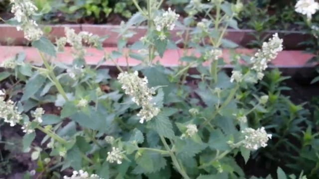 Ароматная клумба отпугивает вредителей сада, цветы "Вечерний аромат".. смотреть онлайн