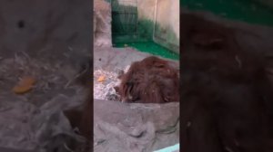 Новосибирский зоопарк )(дом страха)