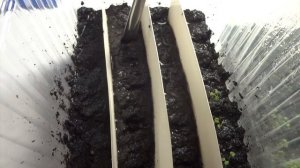 Земляника Александрина рассада 4 листика за 1 месяц