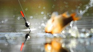 НЕЗАБЫВАЕМАЯ рыбалка на КАРАСЯ в камышах.