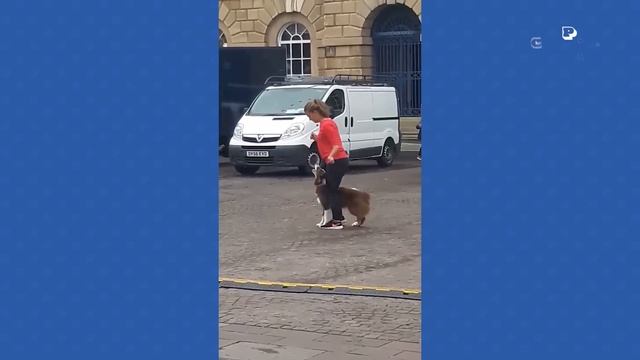 AMAZING Dog Saves Little Girl ? | BEST Dog Videos of 2023 смотреть онлайн