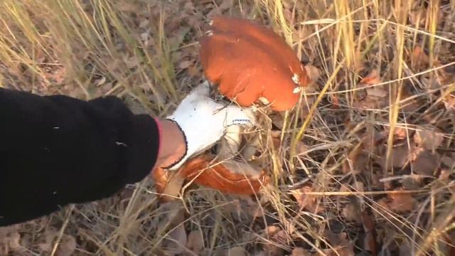 ЦАРСКИЕ ГРИБЫ РЫЖИКИ!!! Сбор рыжиков осенью смотреть онлайн