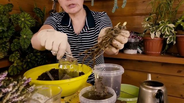Ранняя покупка растений.Делим и сажаем ирис смотреть онлайн