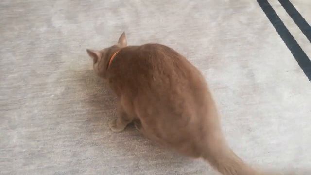 Kehribar Gözlü Lilac British Shorthair Kedi Silver смотреть онлайн