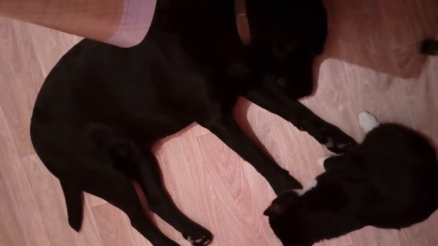 Кот не дает спать собаке! смотреть онлайн