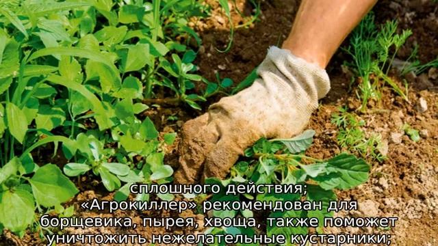 Чем полить траву, чтобы она не росла смотреть онлайн