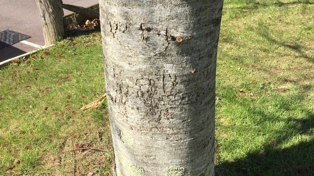 Sweet Chestnut (Castanea sativa) -trunk close up - April 2018 смотреть онлайн