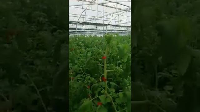 Тапенер ( степлер ) для подвязки растений (Тайвань) Skrab 28150 + 3 ленты+Скобы (10000 шт ) смотреть онлайн