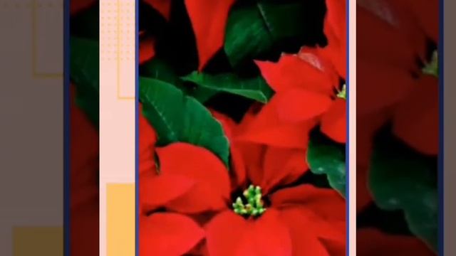 Как ухаживать за Рождественской звездой Пуансеттия смотреть онлайн