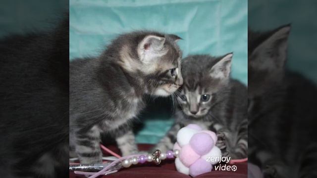 гибриды котчтки саванна&мейн кун смотреть онлайн