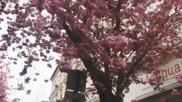 Beautiful Japanese Cherry Blossoms in Old City Bonn 2022 смотреть онлайн