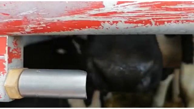 Жизнь Дальнобойщика// Перевозка коров смотреть онлайн