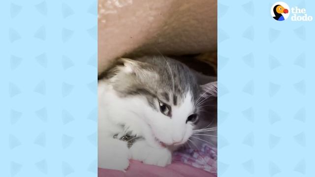 This Cat Loves To Hop In The Shower With Mom | The Dodo Cat Crazy смотреть онлайн