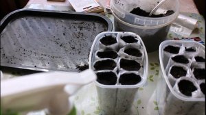 Сеем свеклу и морковь на рассаду (для раннего урожая в теплице)