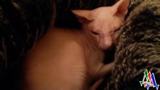 Мужчина принёс напуганную КОШКУ и потребовал УСЫПИТЬ – в этот момент у неё из глаз покатились слезы смотреть онлайн