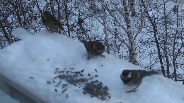 воробьи и синицы едят семечки смотреть онлайн