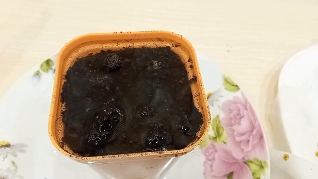 Как правильно посадить семена перца смотреть онлайн