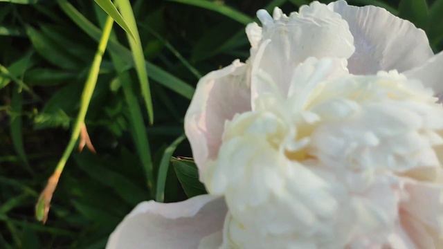 Дача 20.06.2023 г.