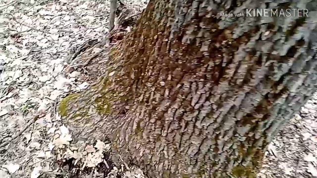 Бомбезный коп! Или как мне везёт на копе... смотреть онлайн