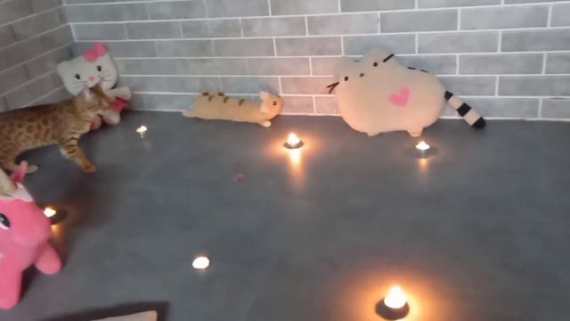 Привидение 👻 в квартире / доме! Лаки и Чип 🥰😍🤩 смотреть онлайн